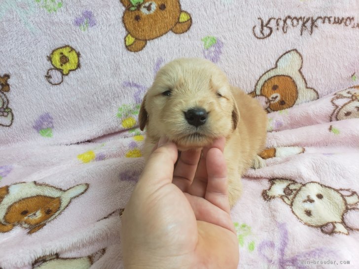 ゴールデンレトリバー 広島県 男の子 21年5月11日 ゴールデン かわいい子です みんなのブリーダー 子犬id 2106 ゴールデンレトリバー 広島県 男の子 21年5月11日 ゴールデン かわいい子です みんなのブリーダー 子犬id 2106