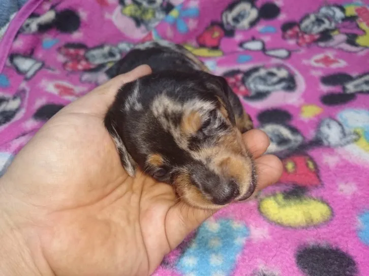 ID：1610-00079の子犬