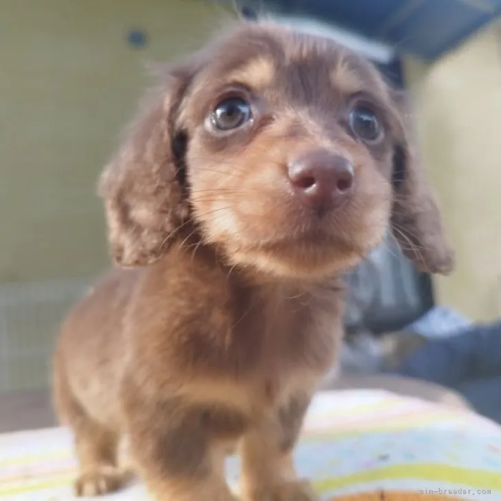 ID:2310-06878の子犬