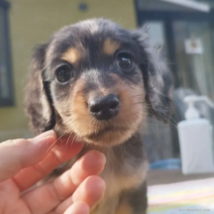 ID:2310-06873の子犬