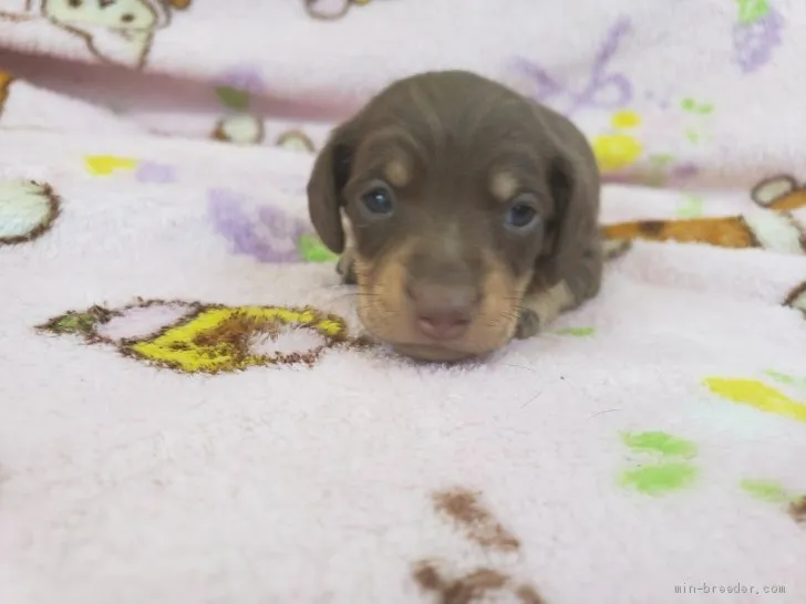 モカモカ 様のお迎えした子犬