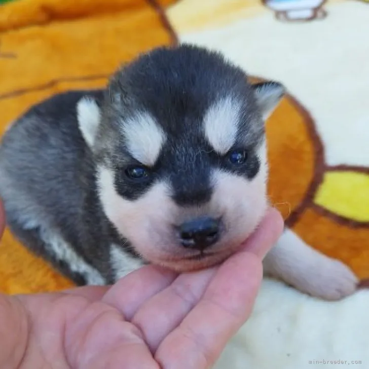 ID:2306-00220の子犬