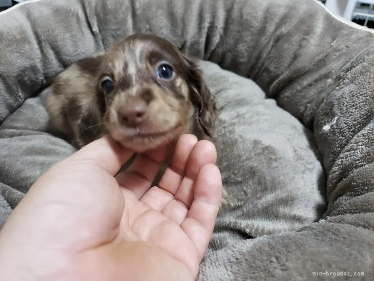 ID：2107-00578の子犬