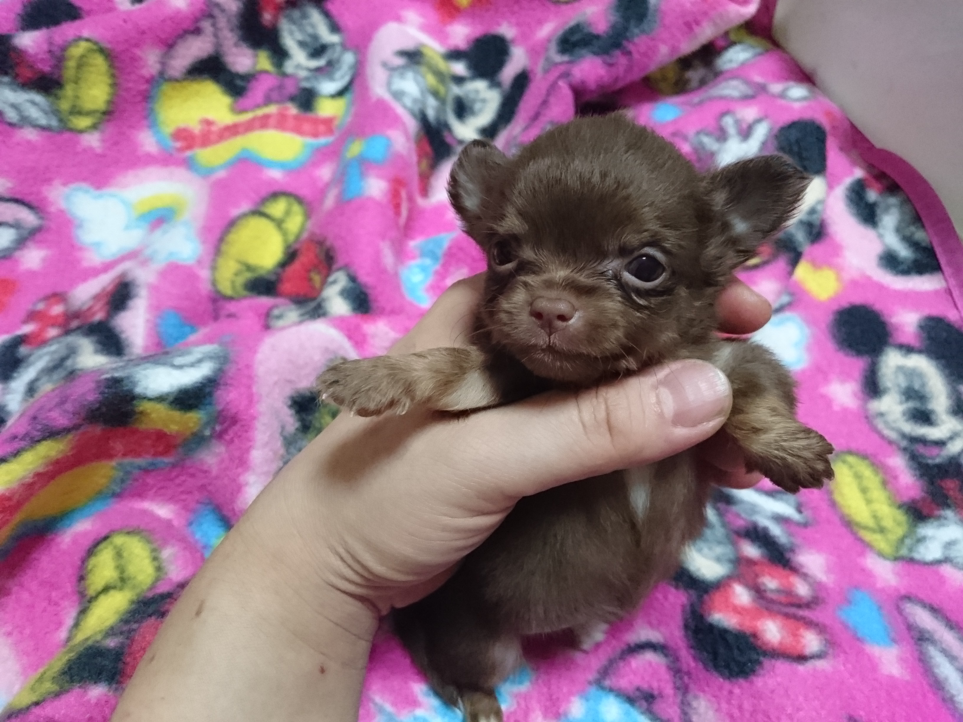チワワ ロング 広島県 女の子 16年7月1日 チョコ タン 極小チワワちゃん みんなのブリーダー 子犬id 1607