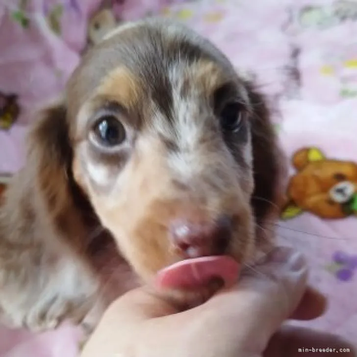 ID:2208-02802の子犬