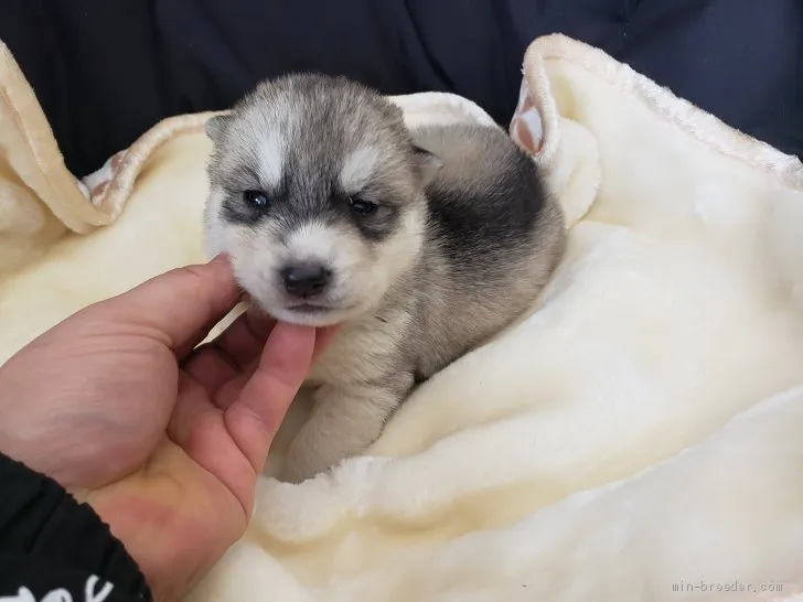 ID:2102-02140の子犬