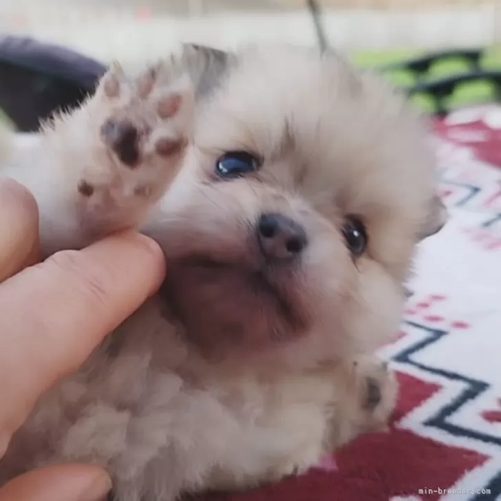 すぎ 様のお迎えした子犬