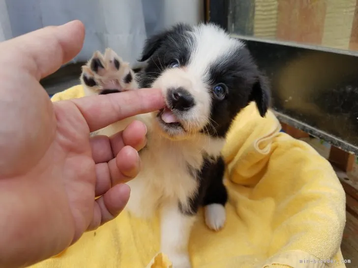 igu.nao 様のお迎えした子犬