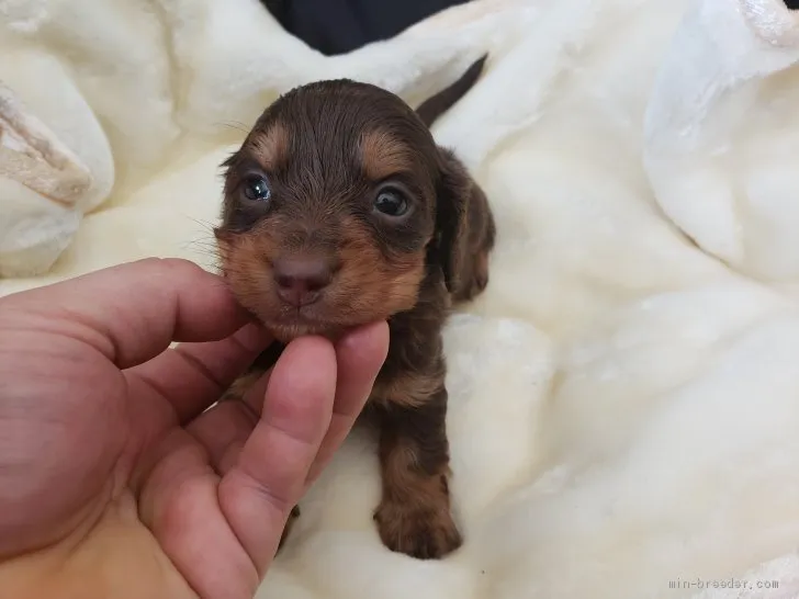 ID:2102-00701の子犬