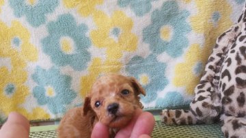 トイプードル(トイ)【広島県・男の子・2017年8月6日・アプリコット】の写真「かわいい子」