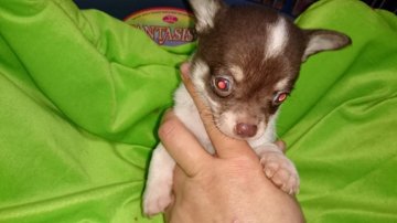 チワワ(スムース)【広島県・男の子・2015年12月25日・チョコタン ホワイト】の写真「クリスマス生まれ」