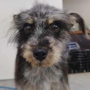 ミックス(ポメラニアン×ミニチュアシュナウザー)【広島県・男の子・2023年5月18日・ブルーマール】の写真「オンリーワンのワンちゃん。　」