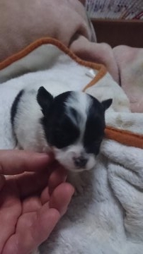 チワワ(ロング)【広島県・女の子・2016年1月5日・ブラック ホワイト】の写真「白黒のお姫様」