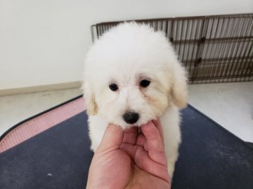 トイプードル(タイニー)【広島県・女の子・2020年6月30日・ホワイト】の写真「良血統」