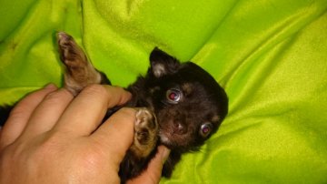 チワワ(ロング)【広島県・男の子・2015年12月25日・チョコレートタン】の写真「クリスマス生まれ」