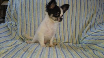 チワワ(ロング)【広島県・男の子・2015年6月2日・ブラックホワイト】の写真「個性的な子」