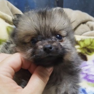 ポメラニアン【広島県・男の子・2024年6月2日・セーブル】の写真「クリクリオメメ」