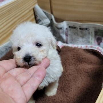 トイプードル(タイニー)【広島県・男の子・2022年6月25日・ホワイト】の写真「もふもふくん　」