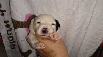 ボーダーコリー【広島県・男の子・2016年1月8日・ホワイト ブラック】の写真「個性的なお顔」