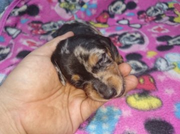 ミニチュアダックスフンド(スムース)【広島県・女の子・2016年9月4日・チシルバーダップル】の写真「」