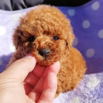 トイプードル(タイニー)【広島県・男の子・2022年10月5日・レッド】の写真「おっとりくん」