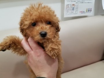トイプードル(タイニー)【広島県・男の子・2018年11月11日・レッド 】の写真「元気です　」