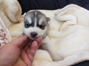 シベリアンハスキー【広島県・男の子・2021年2月1日・シルバーホワイト】の写真「もふもふです」