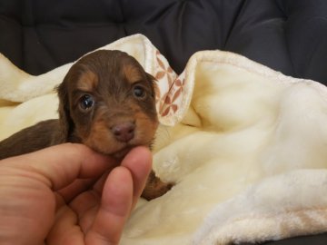 ミニチュアダックスフンド(ロング)【広島県・女の子・2021年1月16日・チョコレート タン】の写真「かわいい子です　」