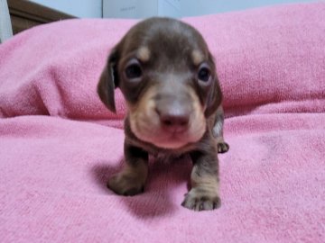 ミニチュアダックスフンド(スムース)【広島県・男の子・2021年10月22日・チョコタン】の写真「かわいい子です」