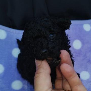トイプードル(ティーカップ)【広島県・女の子・2022年10月8日・ブラック】の写真「小さな女の子」