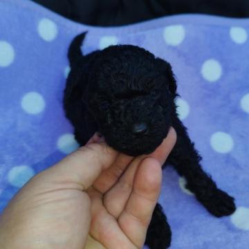トイプードル(タイニー)【広島県・女の子・2022年10月8日・ブラック】の写真「小さめタイニー」