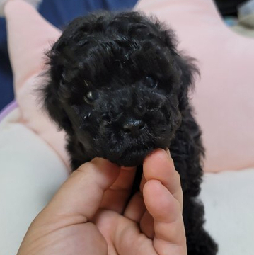 トイプードル(タイニー)【広島県・男の子・2022年4月24日・シルバー】の写真「小さな男の子」