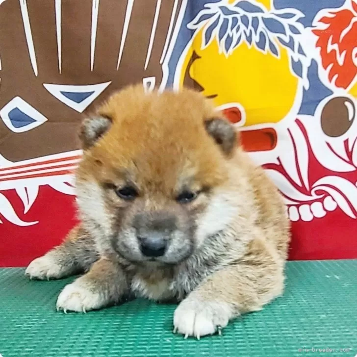 T.T 様のお迎えした子犬