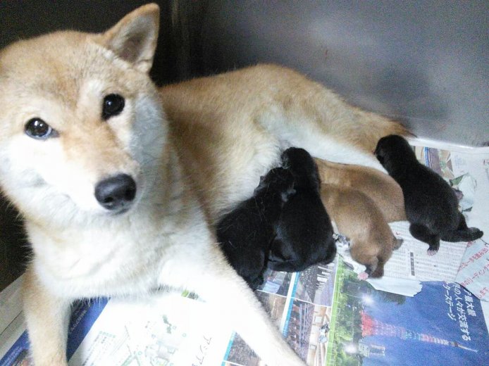 母犬全て➡見学者さんの前でも触ってアピール♪♪｜吉澤　綾香(よしざわ　あやか)ブリーダー(神奈川県・柴犬など・JKC/日本犬保存会/KCJ社会福祉愛犬協会登録)の紹介写真1