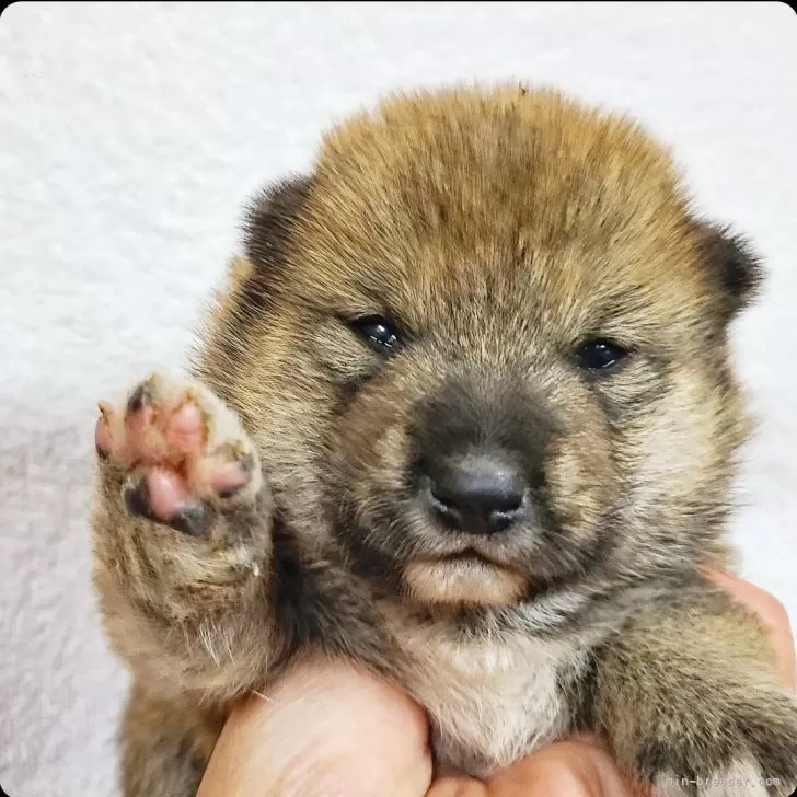ID:2411-05801の子犬