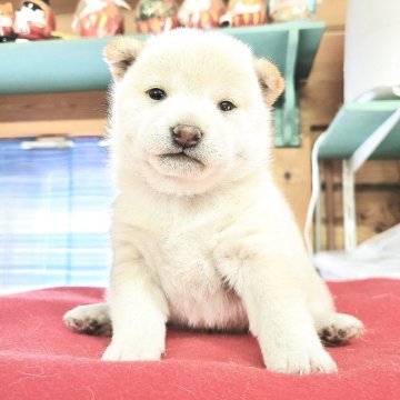 豆柴【神奈川県・女の子・2025年4月4日・白】の写真「可愛いシロクマ女の子💕」