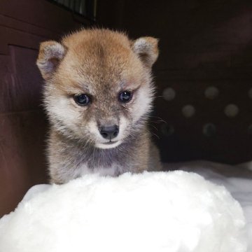 柴犬(標準サイズ)【神奈川県・女の子・2025年5月14日・赤】の写真「目が開きましたので💕丸顔口吻黒めの子だぬきちゃん」