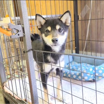 豆柴【神奈川県・男の子・2024年12月30日・黒】の写真「４ヶ月でも２kg弱の小豆サイズの男の子💕」