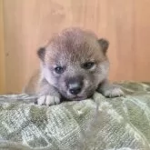 柴犬(標準サイズ)