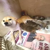 柴犬(標準サイズ)【神奈川県・女の子・2025年5月14日・赤】の写真4「呼ばれるとお耳が無くなっちゃうお母さん💕」