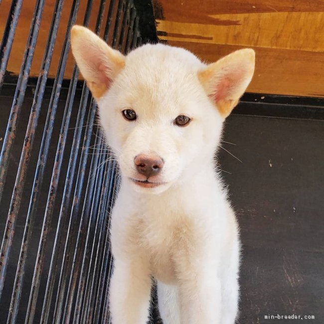 柴犬 神奈川県 男の子 19年3月16日 白 キツネ顔好きな飼い主様へ みんなのブリーダー 子犬id 1906