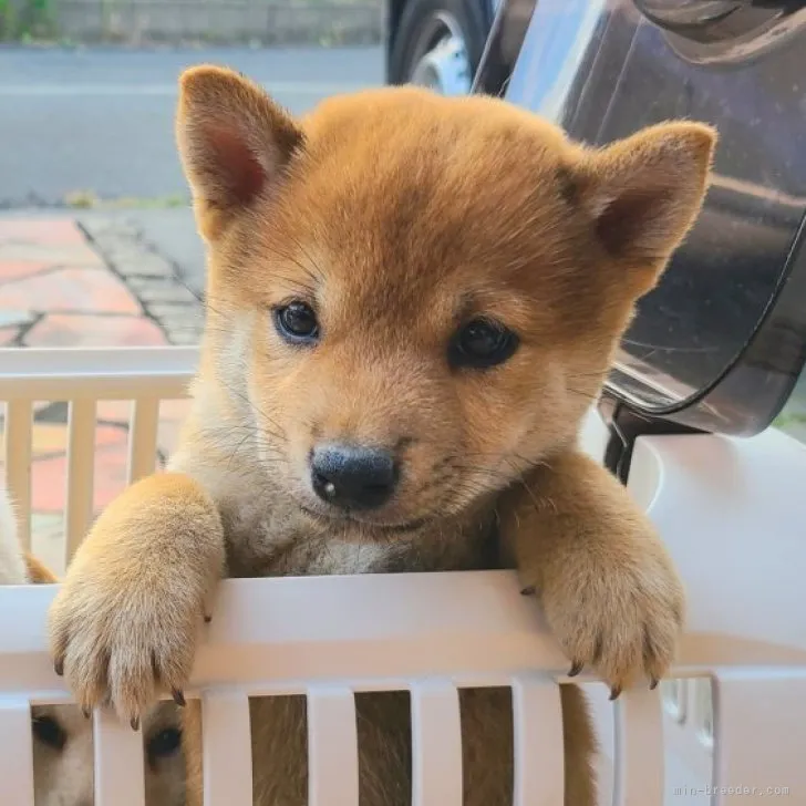 小太郎 様のお迎えした子犬