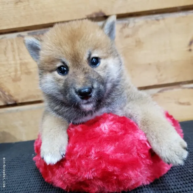 S.K 様のお迎えした子犬