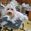 マルチーズ【神奈川県・女の子・2021年6月1日・白】の写真5「出産前にカットされました〜ママです」