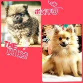 ミックス(ポメラニアン×ミックス)【神奈川県・男の子・2023年7月30日・クリーム】の写真5「ママが仔犬の頃と現在の写真です💕」