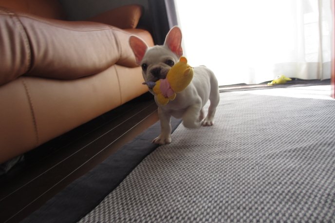 松原　章裕(まつばら　あきひろ)ブリーダー(大阪府・トイプードルなど・JKC登録)の紹介写真2