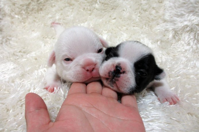 松原　章裕(まつばら　あきひろ)ブリーダー(大阪府・トイプードルなど・JKC登録)の紹介写真3