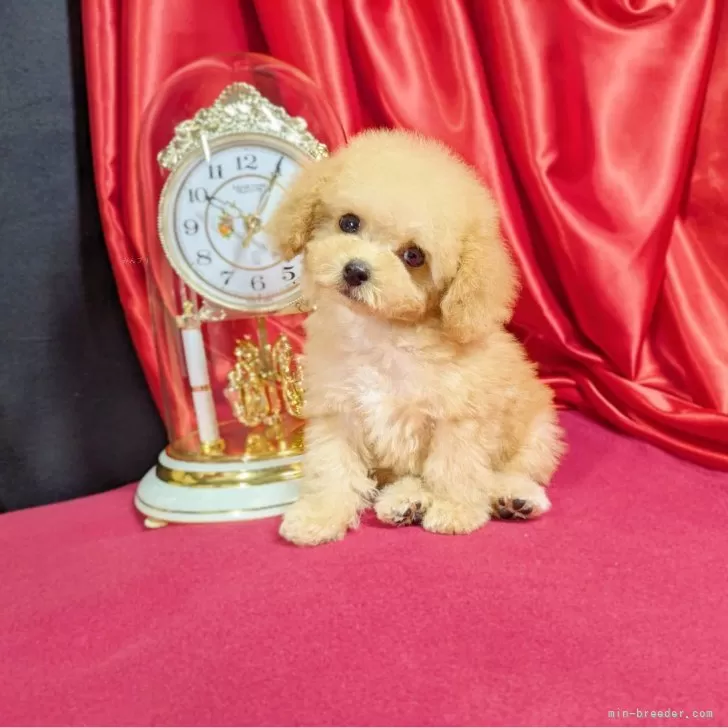 ID:2502-00009の子犬