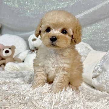 トイプードル(タイニー)【大阪府・女の子・2024年12月1日・クリーム】の写真「毛量抜群🐏くりくりおめめの可愛い女の子❤️」