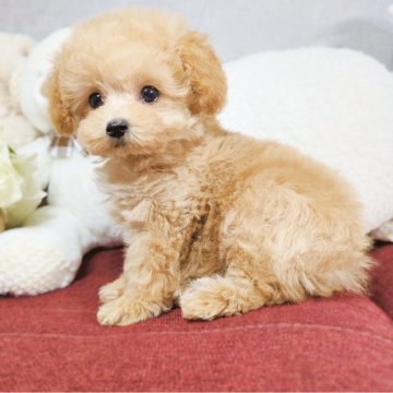 トイプードル(ティーカップ)【大阪府・男の子・2024年12月2日・オレンジフォーン】の写真「小ぶりなイケメン君❤️オンライン見学可」